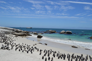 南アフリカのケープタウンに住むペンギン