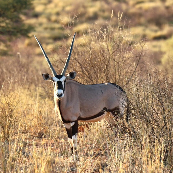 アニマルキーホルダー　オリックス(black)
